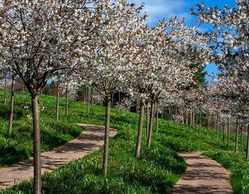 The Alnwick Garden1