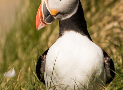 Puffin head2