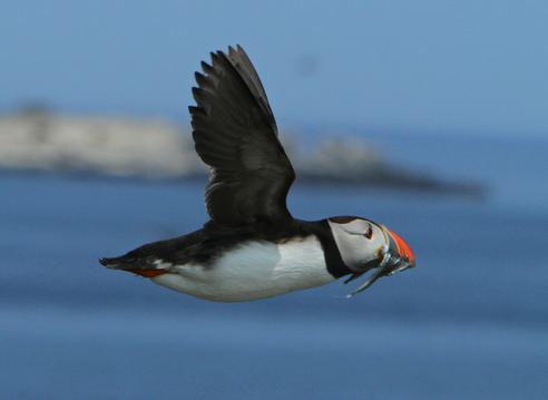 Puffin in flight7